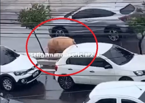 Porco é flagrado passeando durante temporal na avenida Silves; vídeo