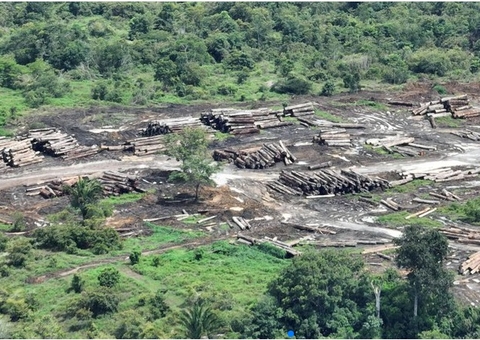 PF deflagra Operação Mamuru contra desmatamento ilegal no Amazonas