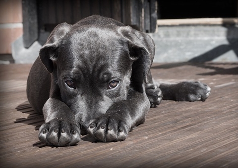 Páscoa: veterinária orienta sobre riscos ao dar chocolate para cães e gatos