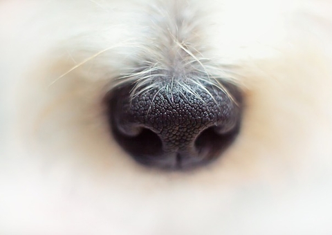 Homem é preso após tentar jogar cachorro pela varanda no Educandos