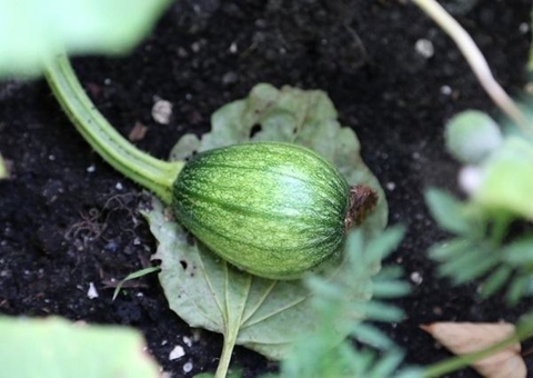Conheça a planta que ajuda no alívio de cólicas e trata reumatismo