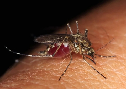 Brasil ultrapassa 500 mortes por dengue em 2022