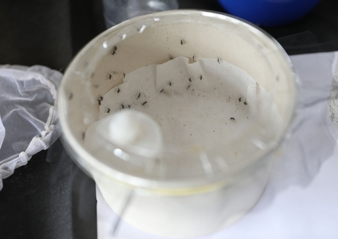 Sobe número de casos de dengue, oropouche e mayaro em Manaus