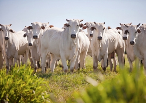 Pecuária na Amazônia Legal: MPF define data para divulgação de resultados de auditorias