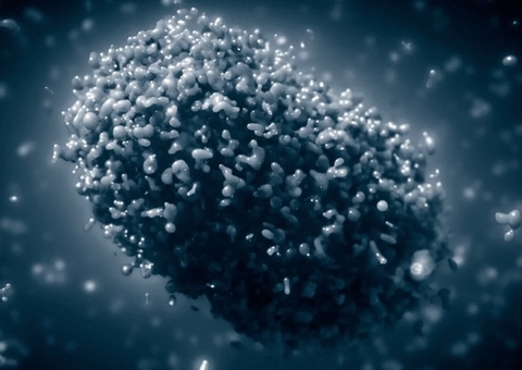 Amazonas chega a 155 casos de varíola dos macacos nesta sexta-feira