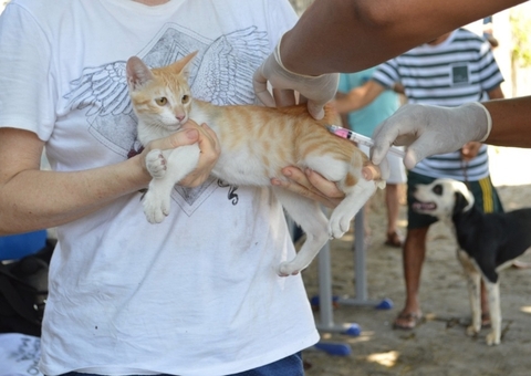 Campanha de vacinação antirrábica em Manaus começa nesta quarta-feira