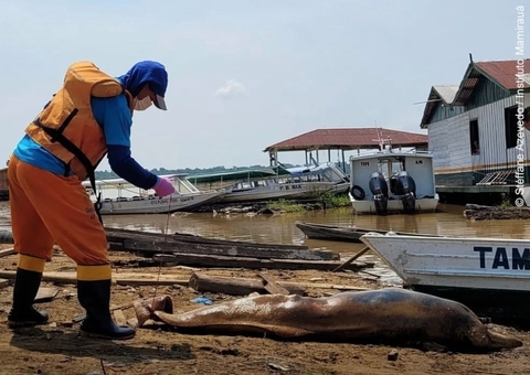 Botos são deslocados no Amazonas para evitar morte por superaquecimento de água