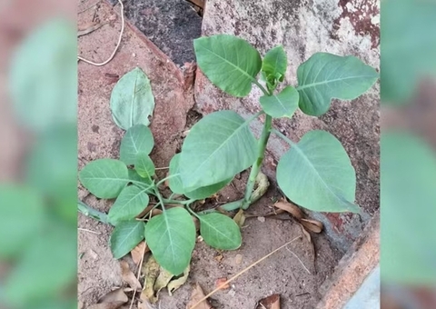 Idosos intoxicados por ‘falsa couve’ recebem alta em MG; uma vítima morreu