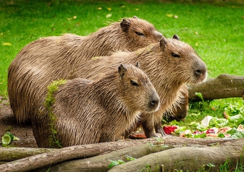 Escritora tem parte de nádega arrancada ao sofrer ataque de capivara em praia de SC