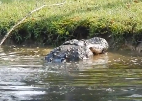 Mulher sobrevive após ficar mais de uma hora na boca de crocodilo