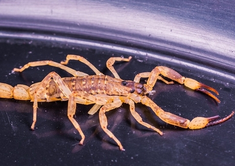 Menina de 3 anos morre após ser picada por escorpião enquanto brincava em quintal