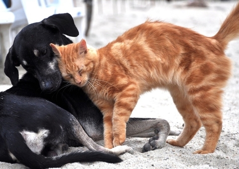 Vereador propõe lei para dar desconto no IPTU para quem adotar cães e gatos