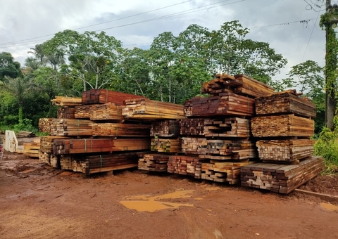 Cerca de 62% da exploração de madeira no Amazonas é ilegal