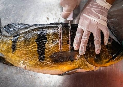 Estudo revela que peixes vendidos no Amazonas estão contaminados por mercúrio