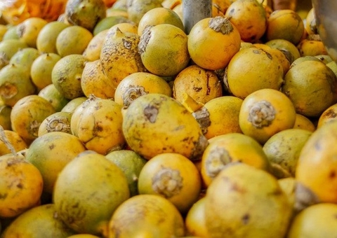 Surto de tucumã contaminado é considerado controlado no Amazonas