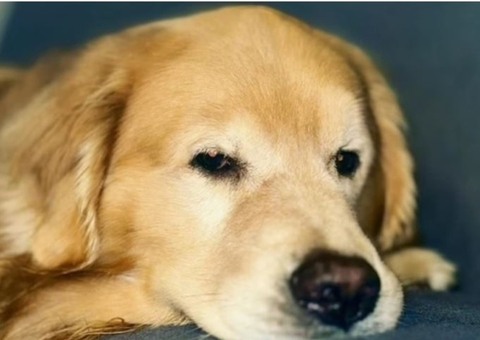 Lei Joca: Projeto que protege animais em viagens de avião é aprovado na Câmara