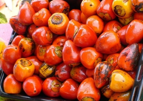 Rica em vitaminas, Pupunha ajuda a fortalecer imunidade