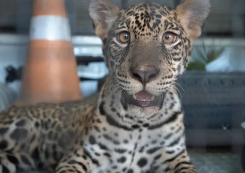 Onça 'Golias' resgatado no Amazonas aprende a caçar em centro de reabilitação; vídeo