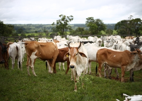 Prorrogado prazo para cumprimento de decisões que afetam criação de gado no Amazonas