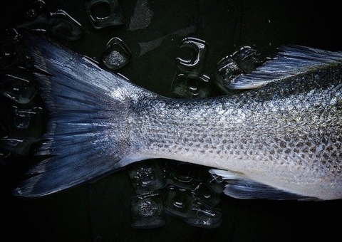 Amazonas tem 62 casos confirmados da 'Doença da Urina Preta'