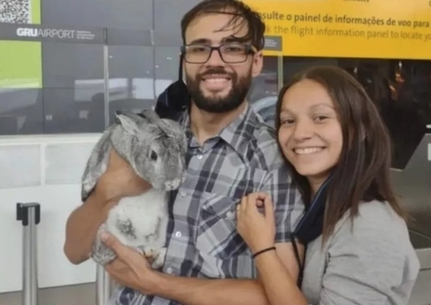 Anac autoriza transporte de coelhos na cabine do avião 