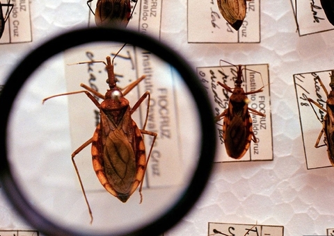 Amazonas confirma oito casos de Doença de Chagas em menos de 5 meses