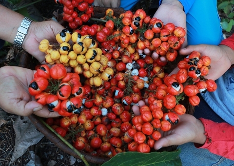 Maués é reconhecida como Capital Nacional do Guaraná