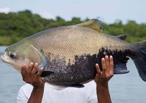 Balneário é interditado após banhistas serem atacados por tambaquis