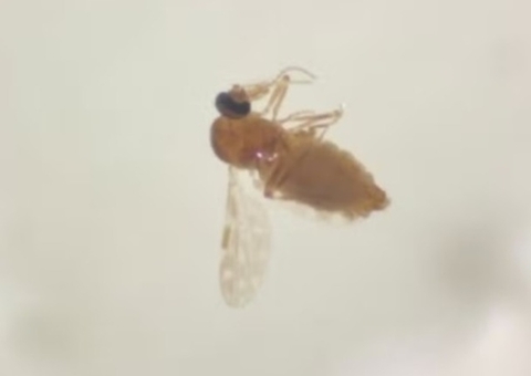 Ministério confirma 1º caso de óbito fetal por Oropouche