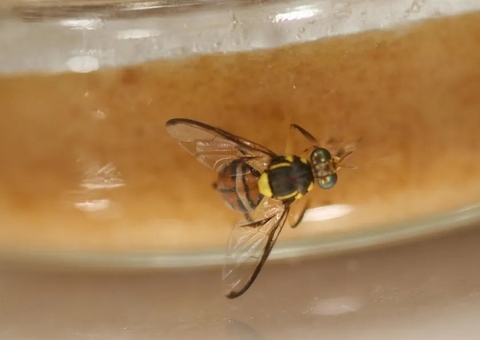 Manaus, Itacoatiara e Rio Preto da Eva entram em quarentena contra mosca-da-carambola