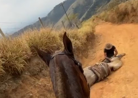 Homem que decepou patas de cavalo ainda vivo é condenado