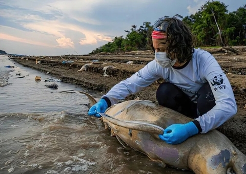 Seca severa ameaça vida de botos no Lago Tefé no Amazonas