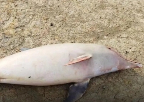 Sobe para 98 número de botos mortos encontrados em Coari, no Amazonas 