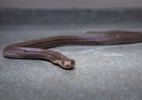 Filhote de naja que sumiu no Butantã é encontrado em encanamento