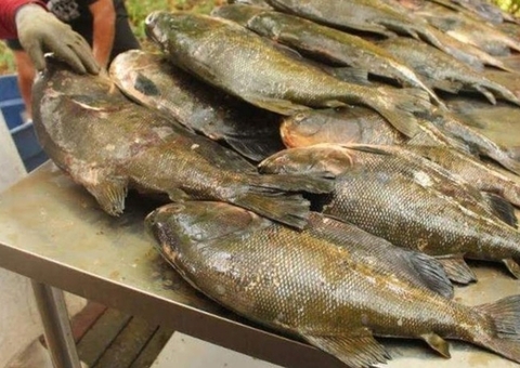 Feirão do Pescado 2025: Manaus terá três pontos de venda e produtos regionais