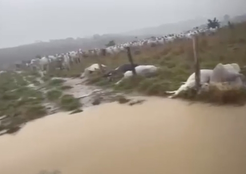 Pecuarista estima prejuízo superior a R$ 30 mil após morte de bois em Apuí