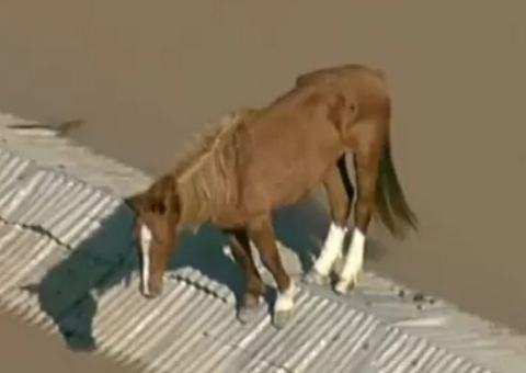 Veja como está cavalo Caramelo que ficou ilhado em telhado no RS