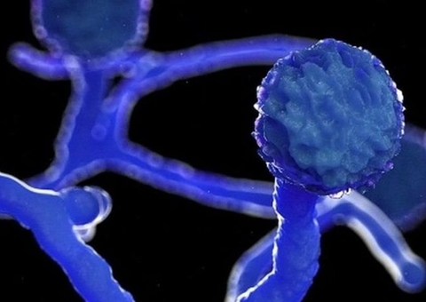 São Paulo investiga caso de ‘fungo preto’ em paciente com Covid-19