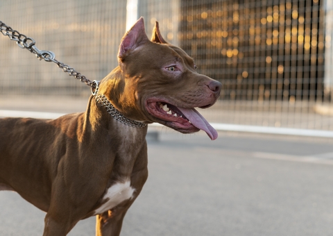 Dono de pitbull é indiciado por homicídio culposo após idoso morrer em ataque