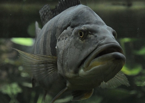 Peixes ficam viciados com metanfetamina que chega aos rios, mostra estudo