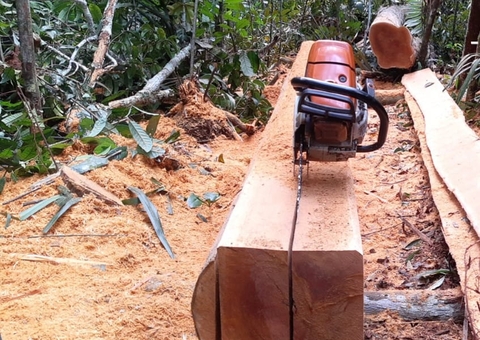 Com motosserra, quarteto é preso após desmatar área no Tarumã