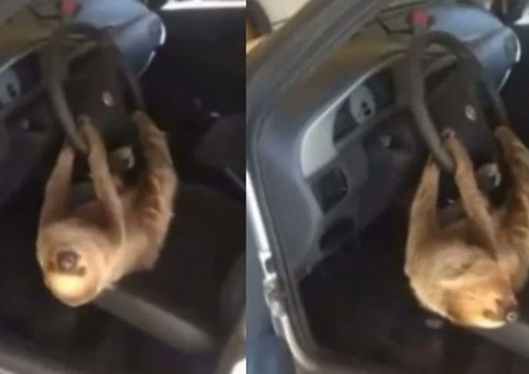 Bicho-preguiça invade carro em Manaus e viraliza nas redes sociais