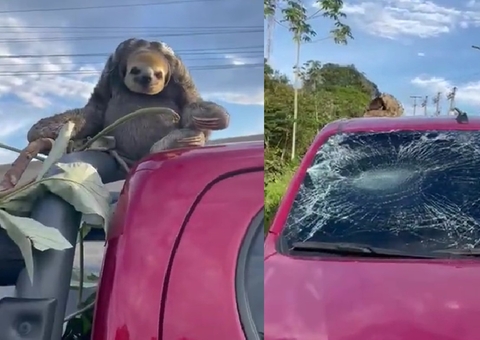 Bicho-Preguiça cai de árvore e destrói vidro de carro em Manaus; vídeo