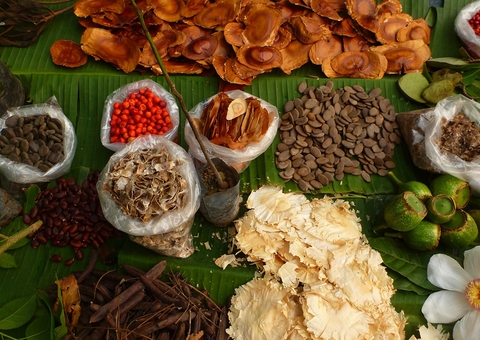 Extração de óleo de pracaxi é otimizada com uso de prensa na Amazônia