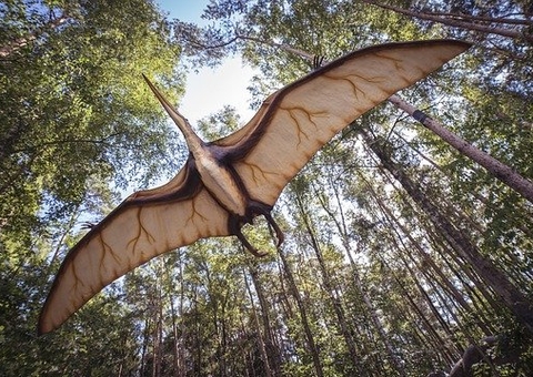 Fóssil de pterossauro confiscado do tráfico é um dos mais bem preservados da espécie