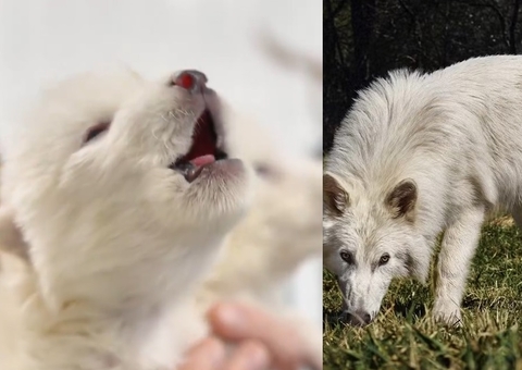 Empresa diz ter ressuscitado lobo extinto há 10 mil anos, que aparece em Game of Thrones; vídeo