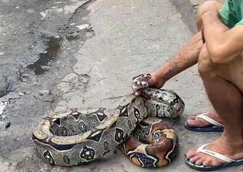 Cobra de quase 2 metros é flagrada em armazém e vira atração em Manaus