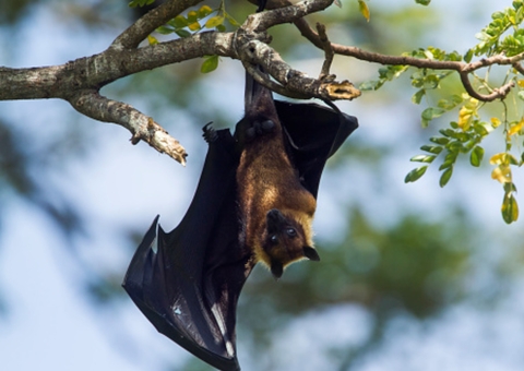 Com sintomas parecidos com covid, enfermeira descobre doença do morcego