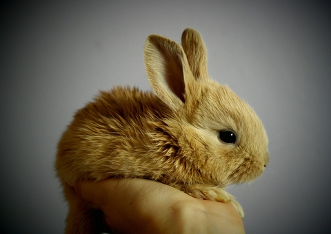 Justiça determina que companhia autorize transporte de coelho na cabine de avião no Amazonas