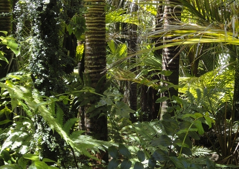 Governo estuda concessão de cinco áreas florestais no Amazonas